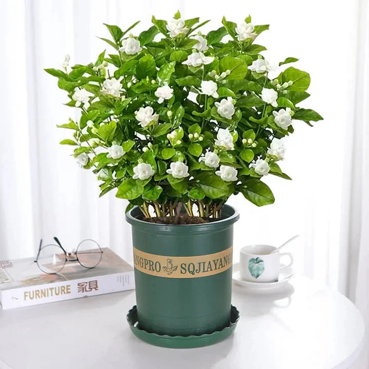 🔥LAST DAY Promotion 49% OFF 🌸Beautiful Jasmine Potted Plant(Can be planted in winter)