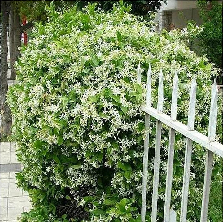 🔥LAST DAY Promotion 49% OFF 🌸Beautiful Jasmine Potted Plant(Can be planted in winter)