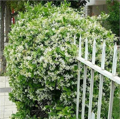 🔥LAST DAY Promotion 49% OFF 🌸Beautiful Jasmine Potted Plant(Can be planted in winter)