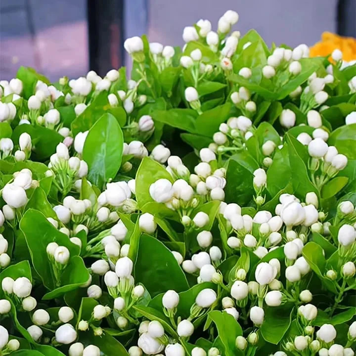 🔥LAST DAY Promotion 49% OFF 🌸Beautiful Jasmine Potted Plant(Can be planted in winter)