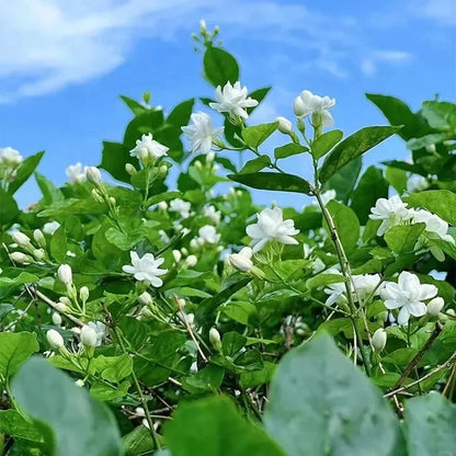🔥LAST DAY Promotion 49% OFF 🌸Beautiful Jasmine Potted Plant(Can be planted in winter)