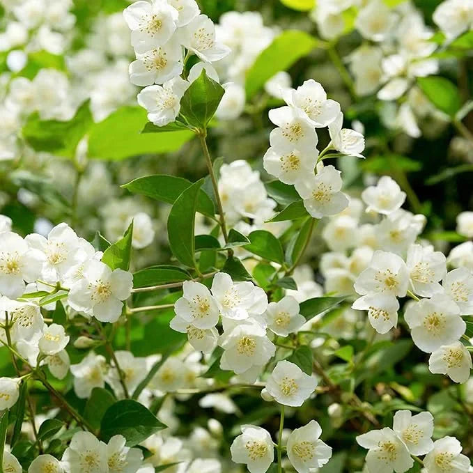 🔥LAST DAY Promotion 49% OFF 🌸Beautiful Jasmine Potted Plant(Can be planted in winter)