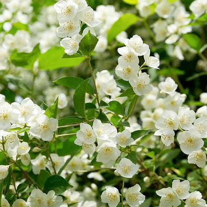🔥LAST DAY Promotion 49% OFF 🌸Beautiful Jasmine Potted Plant(Can be planted in winter)